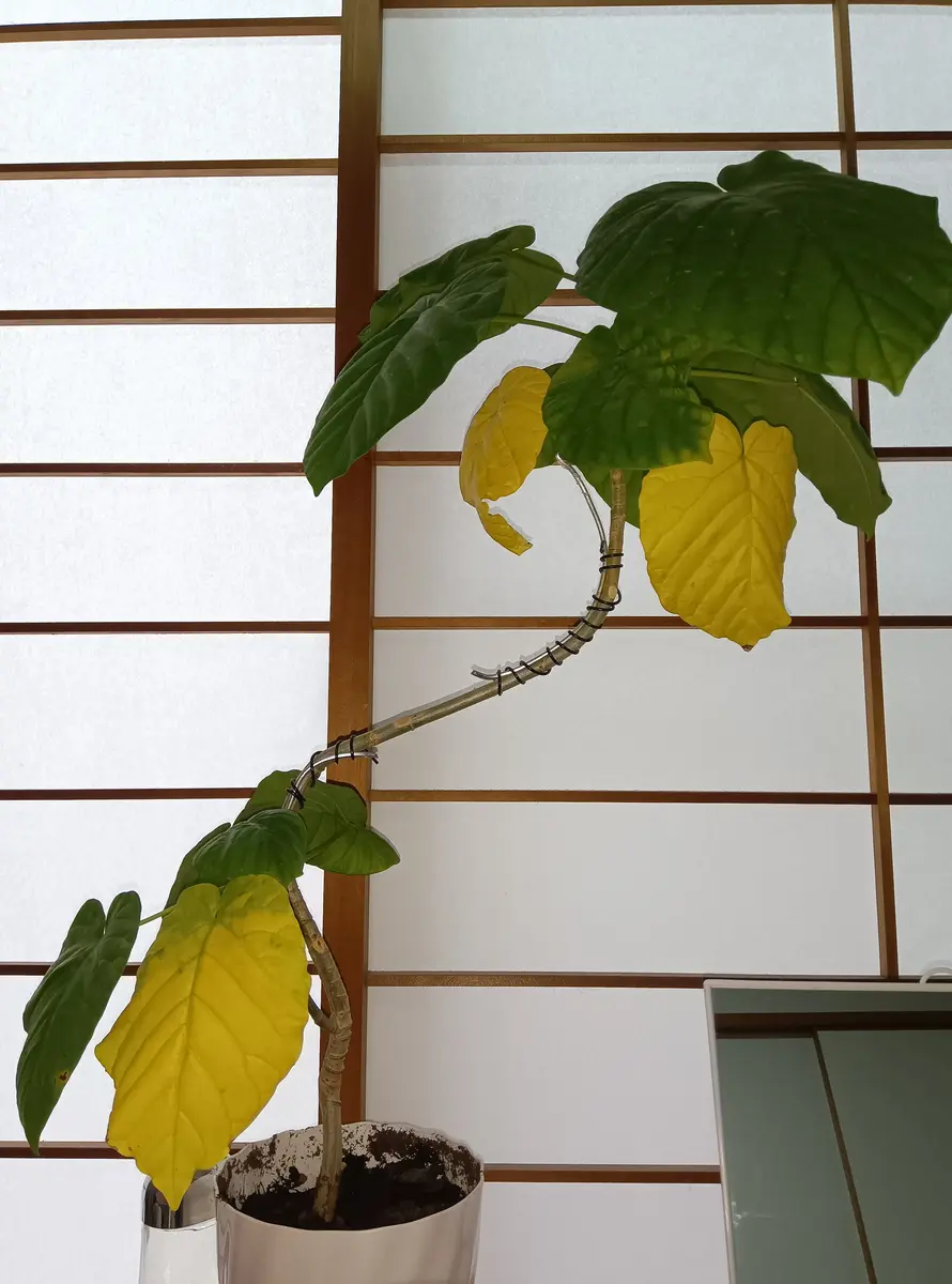 ウンベラータの苗木（2m)