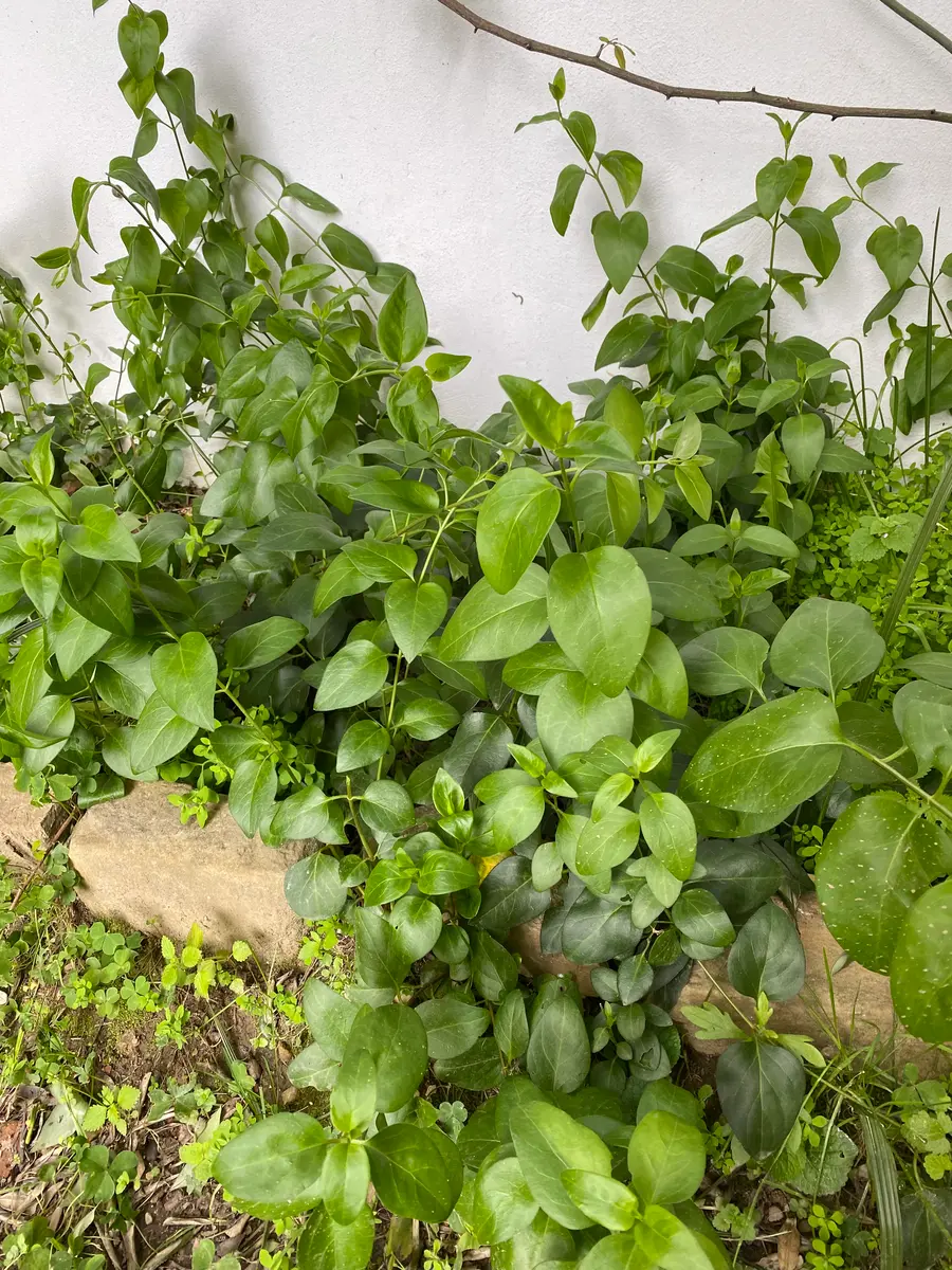 自己主張する植物 自己主張する植物 自己主張する植物 自己主張する植物 ENCYCLOPEDIA OF