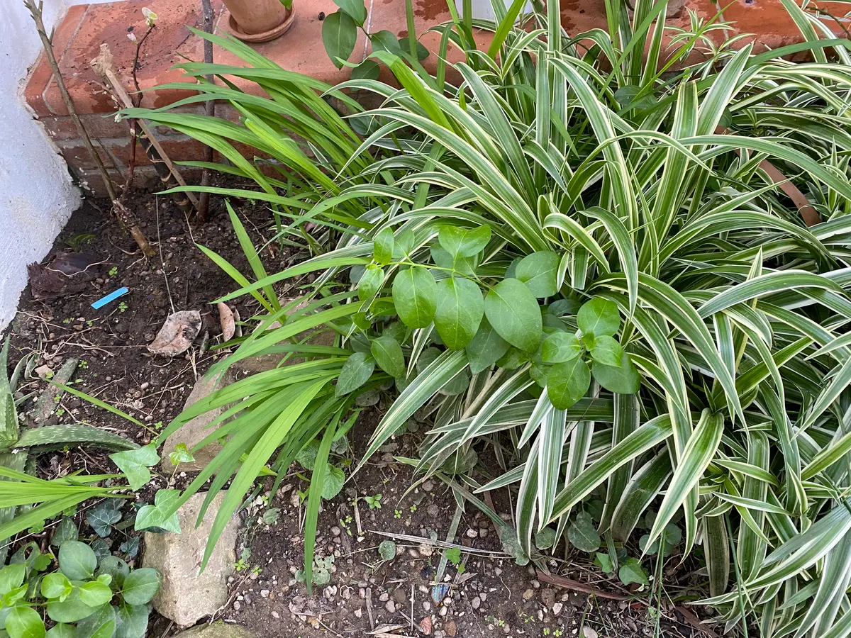 こんにちは。お庭に自生する植物について、お尋ねします。引｜園芸