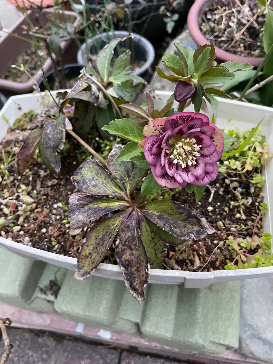 お手頃価格 え333 植木鉢 9号 くぼも 鉢・プランター