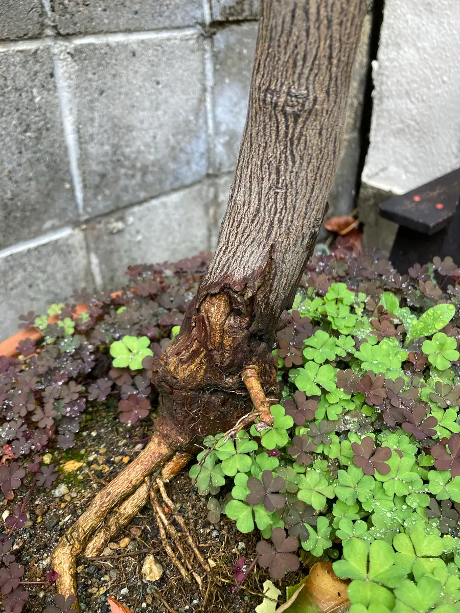 レモンの木、15〜16年になります。鉢植えを置いてる場所は、南