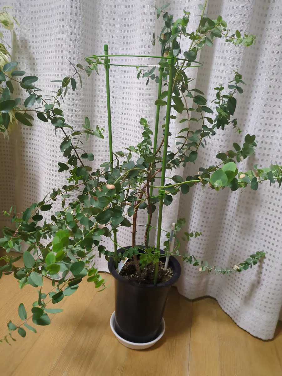 ユーカリを母親から半年ほど前に譲り受けました。しかし横に伸