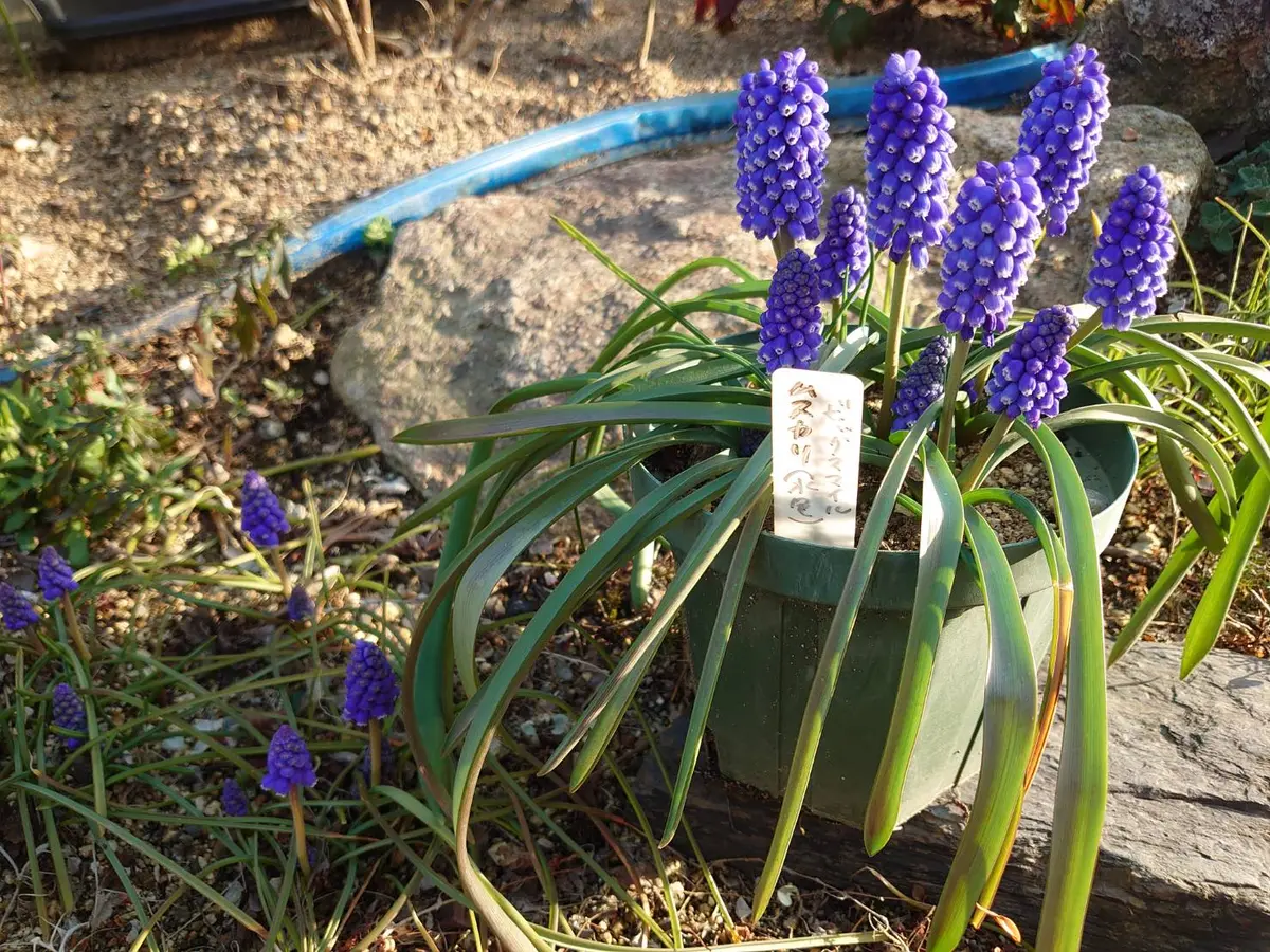 ムスカリ、ビッグスマイル、水色の球根を植えたところ、紫の花