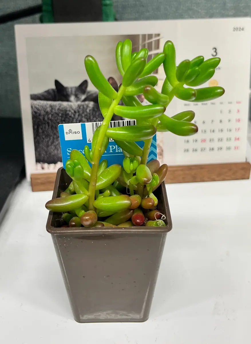 春間近、、何気に行ったDAISOでなんと観葉植物のコーナーが出来