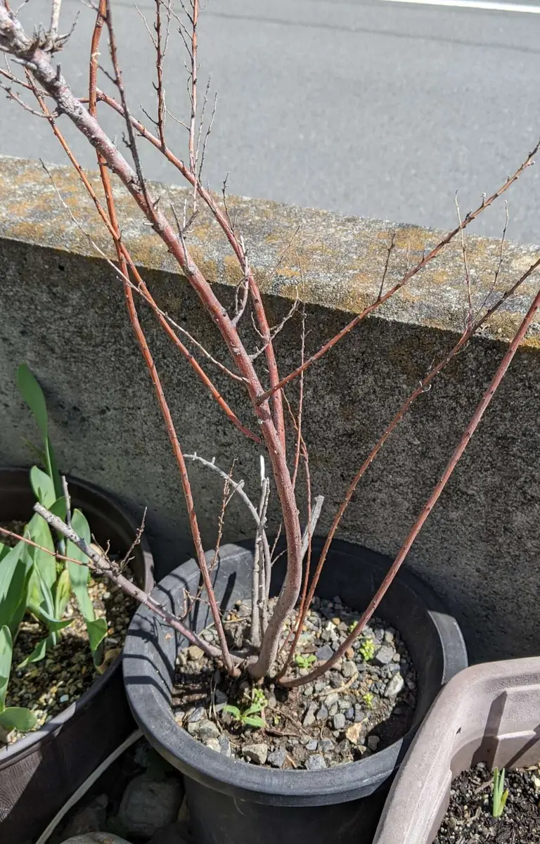 キャッサバ挿し木(埋め木)用枝50本 キャッサバ挿し木(埋め木)用苗200本