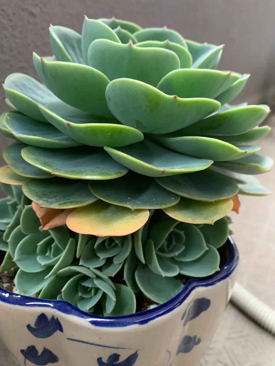 七福神　多肉植物 651現物 多肉植物 七福神錦 特大 抜き苗 | るる農園~多肉植物専門