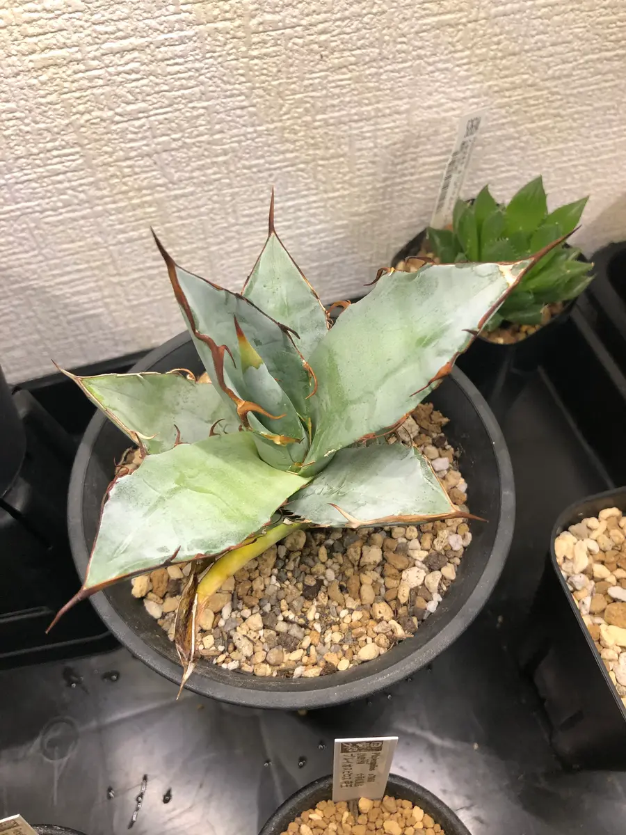 アガベ チタノタについてです。いつのまにか葉先が白くなって｜園芸