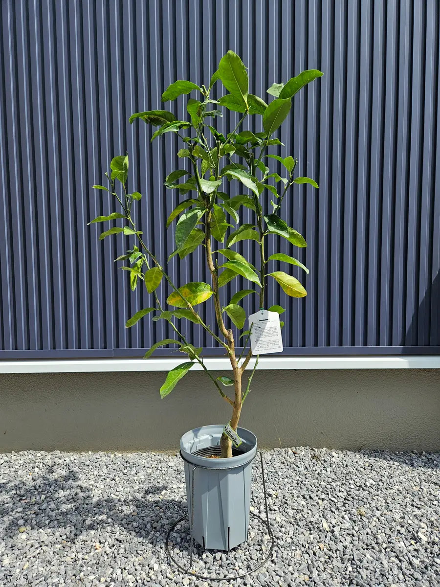 璃の香の二年生苗を購入しました。花の大和さんのYoutubeで紹