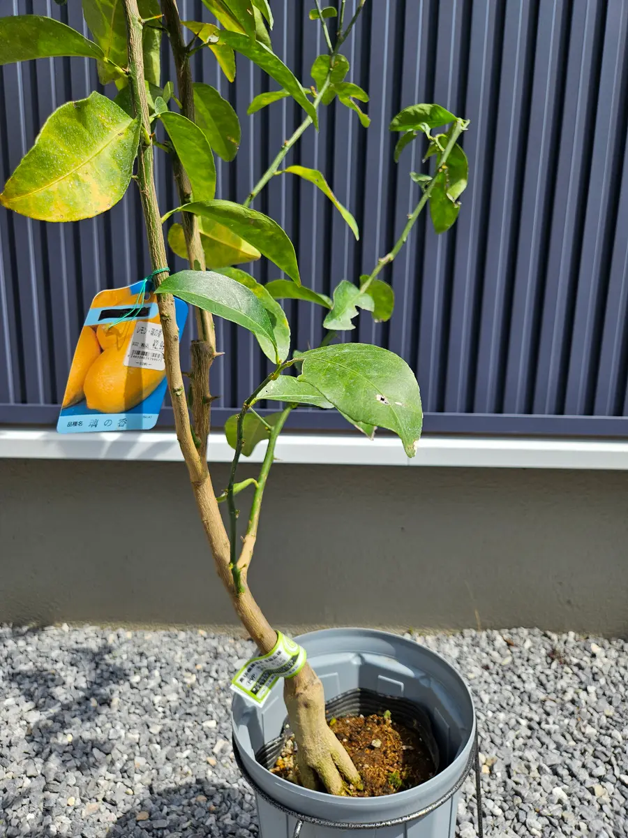 璃の香の二年生苗を購入しました。花の大和さんのYoutubeで紹｜園芸