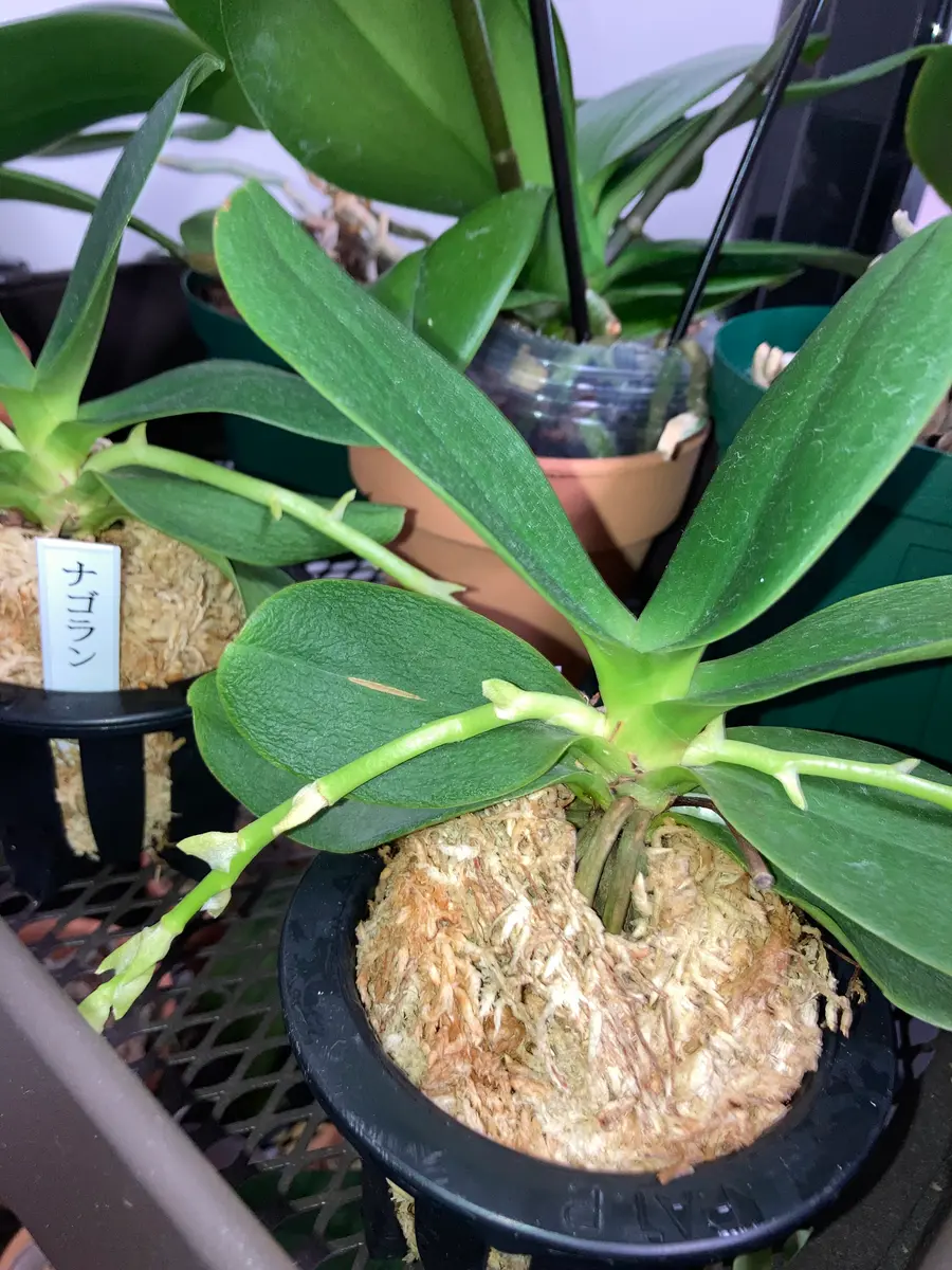 【 名護蘭 】明丸 覆輪になりそうな　281 名護蘭 】明丸 覆輪になりそうな 281 名護蘭 】明丸 覆輪になりそうな