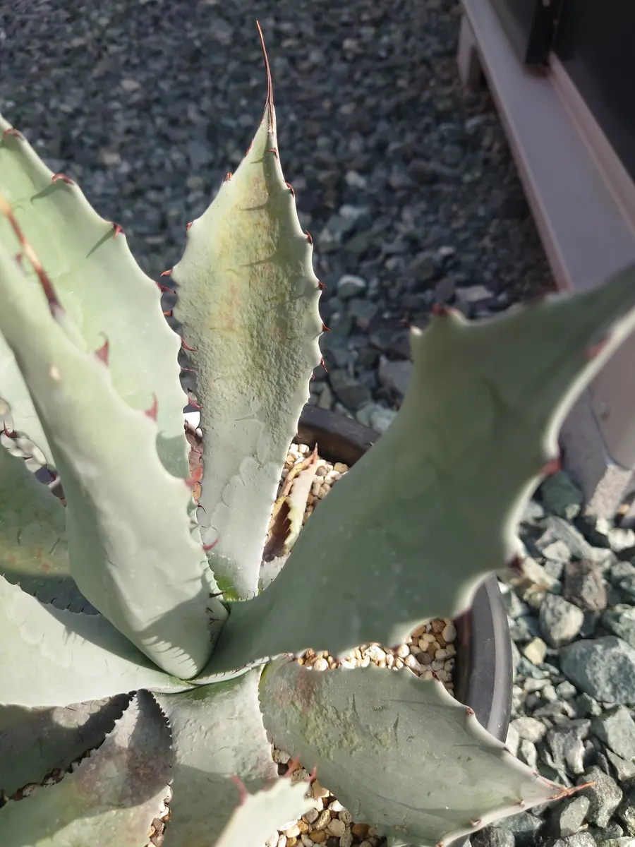 アガベ1年目の初心者です。宜しくお願いします。購入したテマ｜園芸