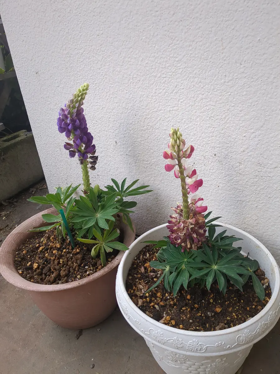 ルピナスの苗を2本購入して鉢に植えた所、1本は、花首が折れ曲