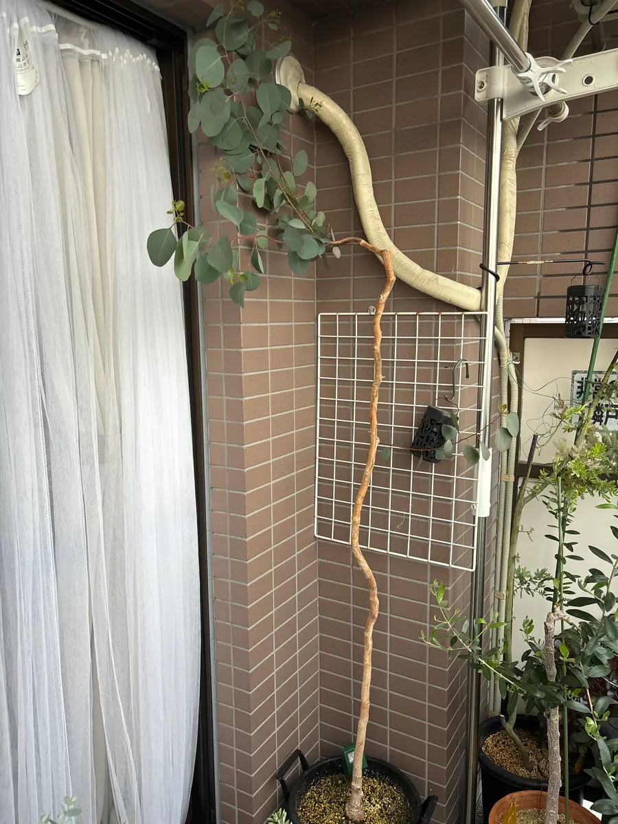 独特な 大ボリューム！！ 密か ポポラスベリー切り枝 葉