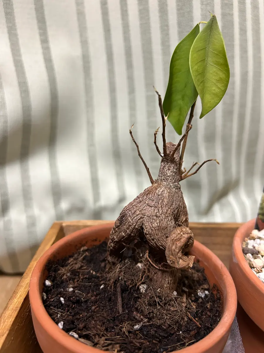 ガジュマルを育てているのですが、しばらく元気がありません