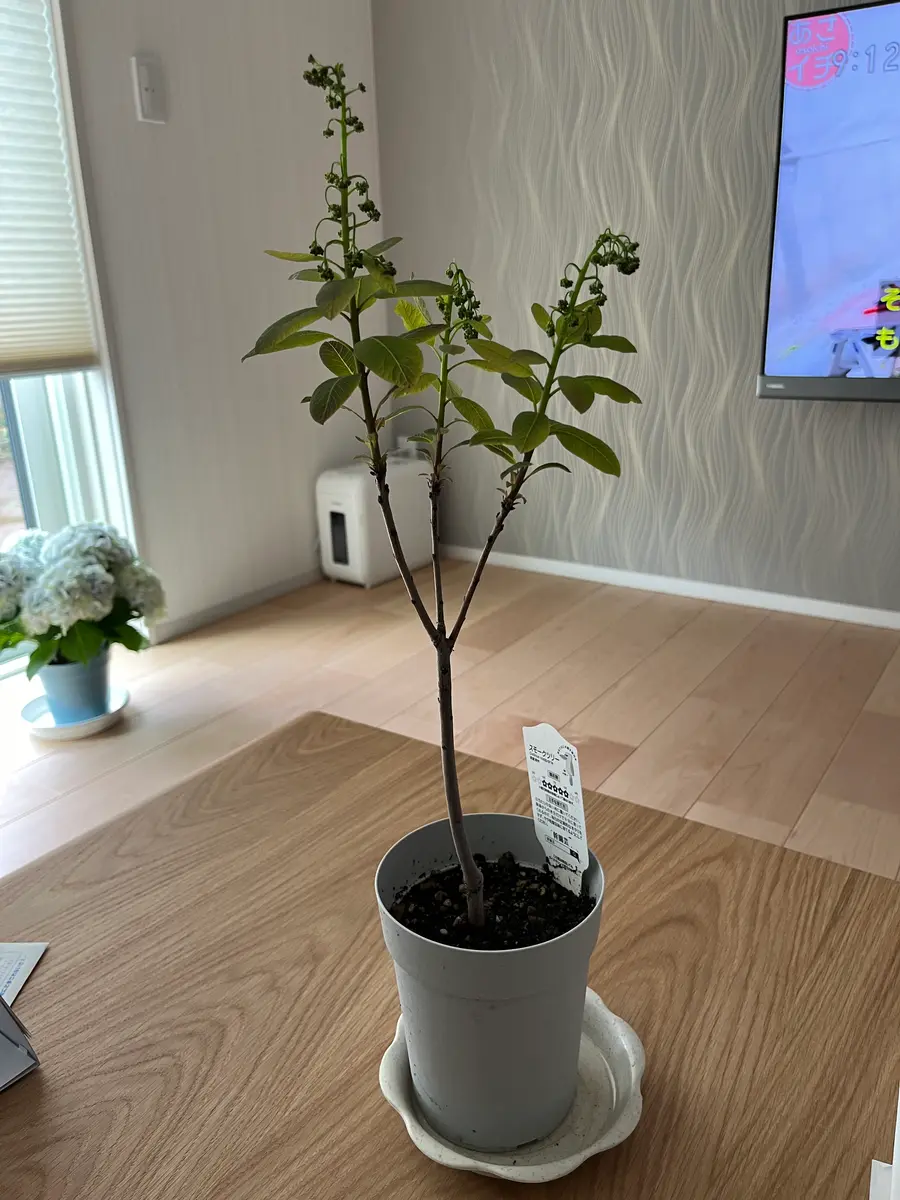 花盛りな小さな木