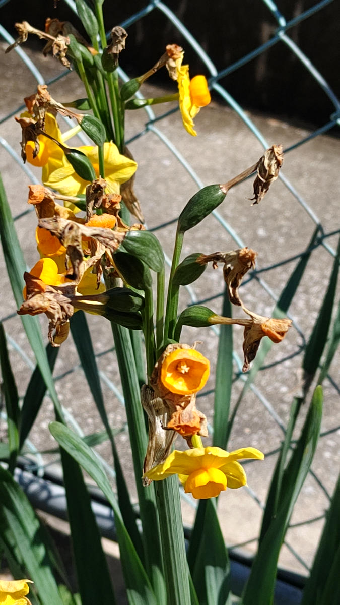 職場の花壇にの花(たぶん水仙)てす。数年前に転勤された方の中