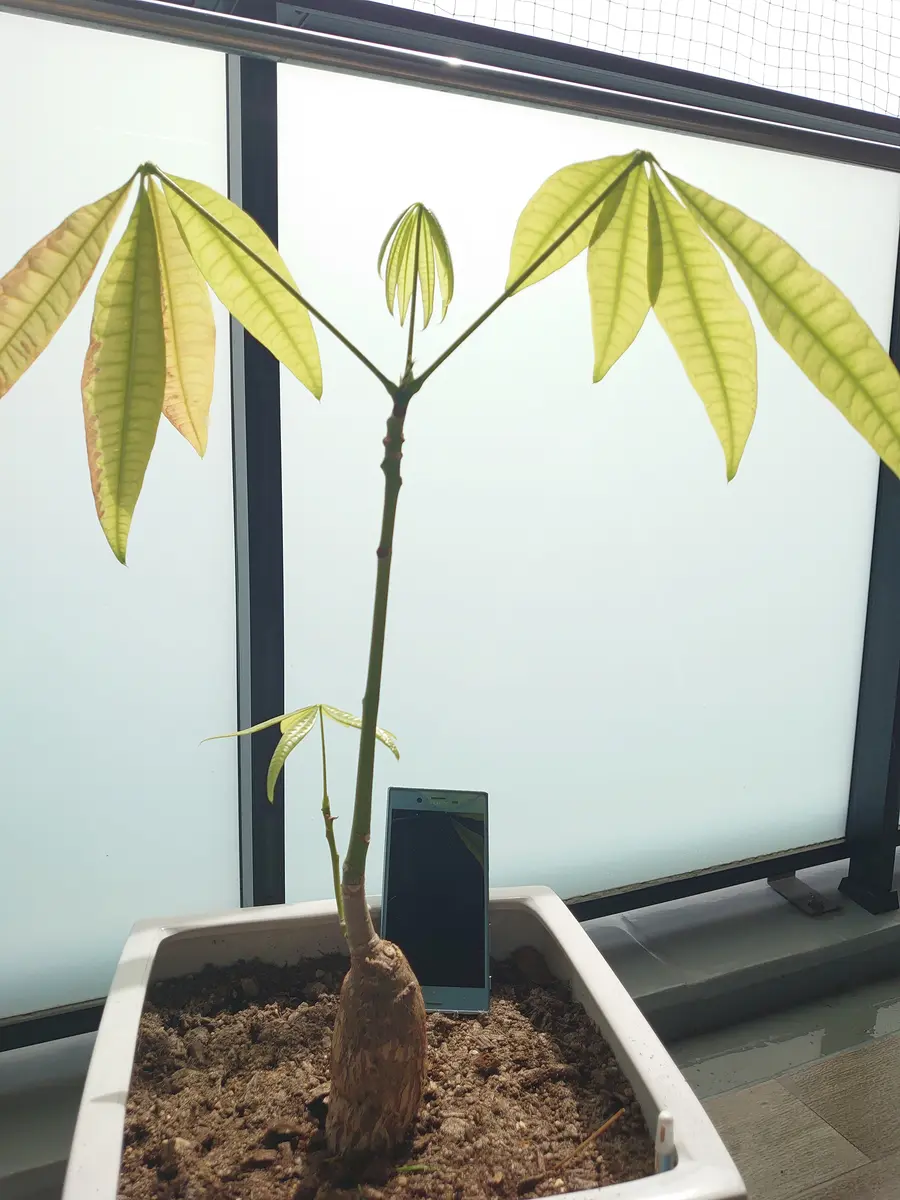 大きめパキラ 二又 変わった樹形 大きめパキラ 二又 変わった樹形 - メルカリ