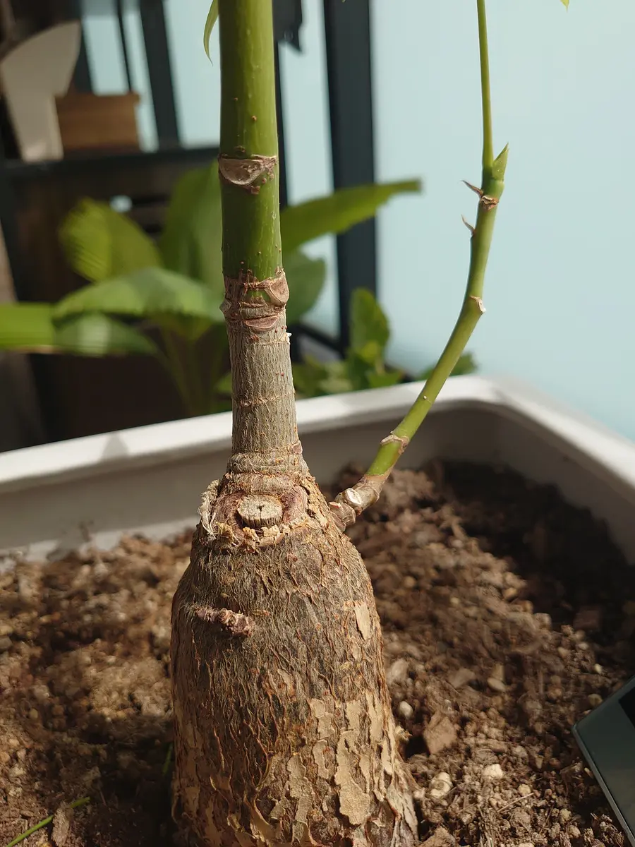 パキラの剪定是非の相談です。目標は「2m近く大きくする」なの