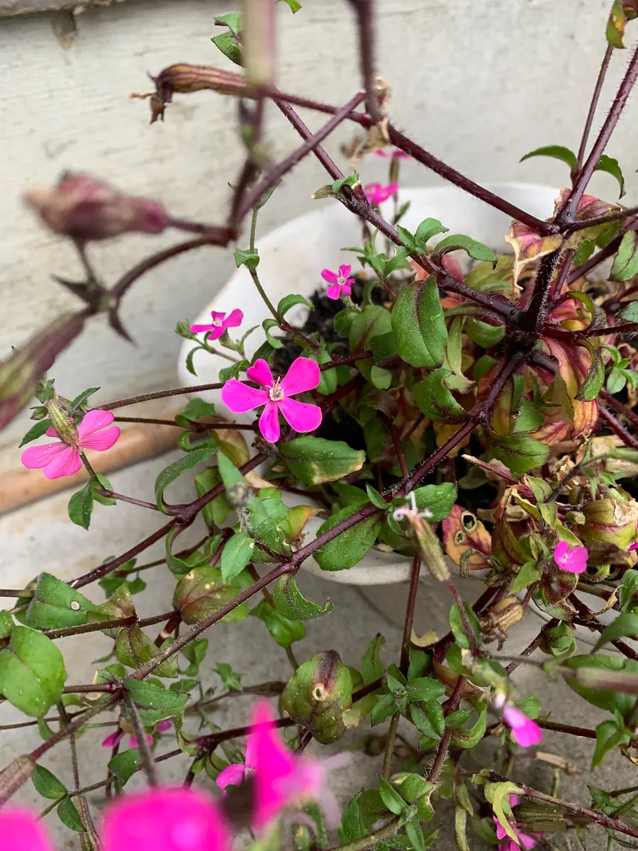 この花の名前と育て方を教えてください｜園芸相談Q＆A｜みんなの趣味の園芸