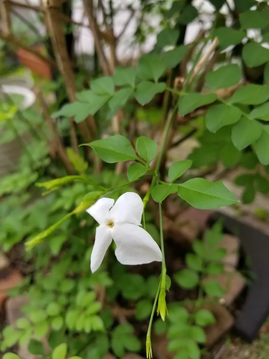 名前を教えてください。この時期に白い花が咲きます。くちなし