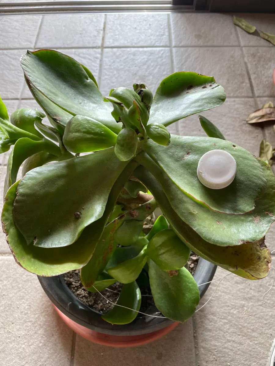 15年以上大切に育てた金のなる木 母が大きな葉っぱの