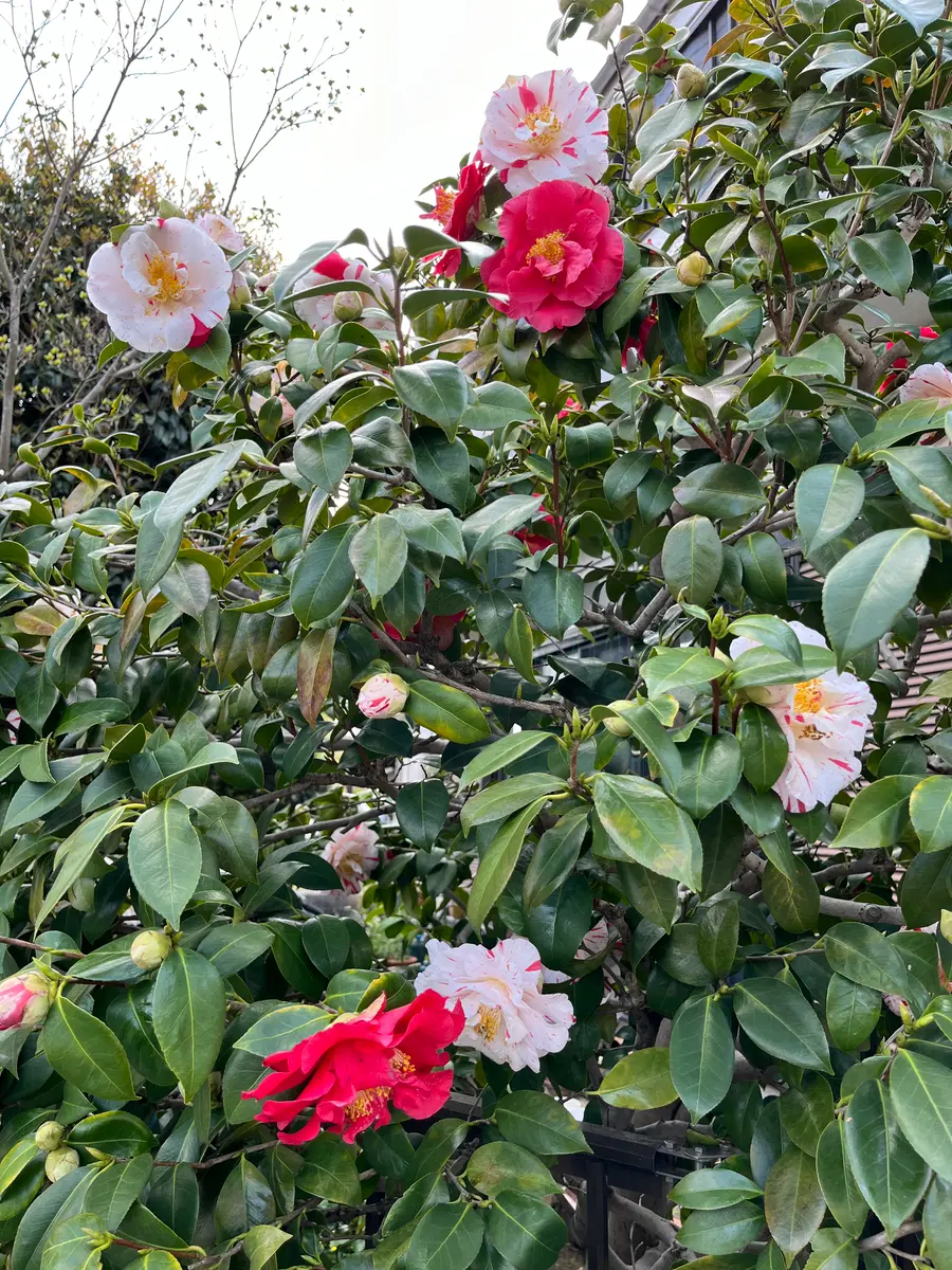 絞り孔雀　椿 絞り孔雀 椿 孔雀椿 | Camellia japonica cv. kujakutsubaki