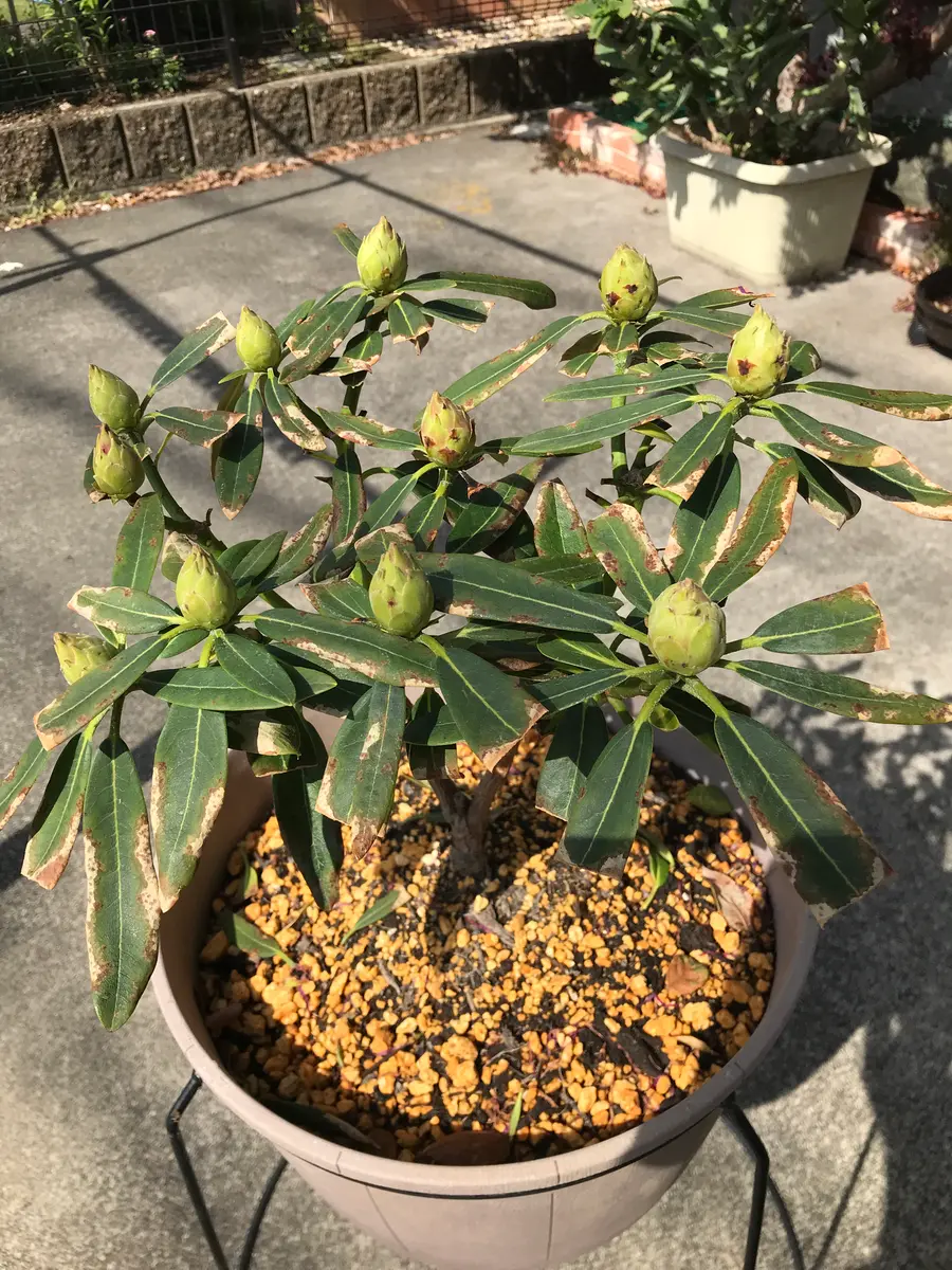 昨年蕾付きの洋風シャクナゲを購入して育てていましたが、今年