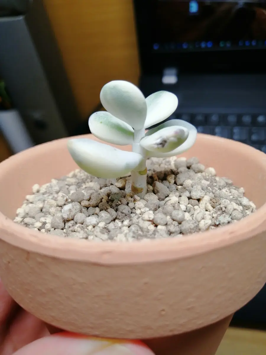 多肉植物8 コチレドン 達磨福娘錦 大苗 速達代込み - メルカリ