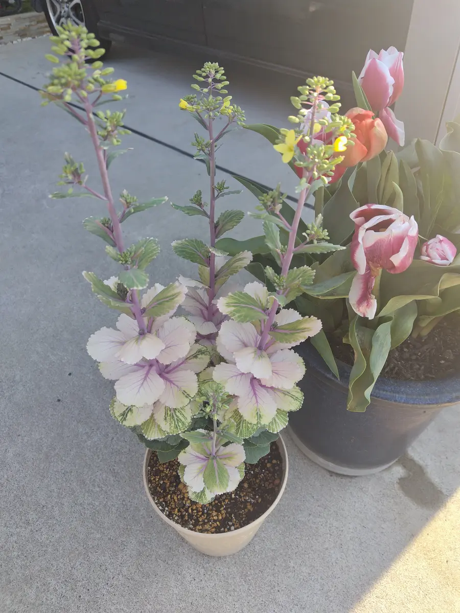 踊りハボタン 踊り葉牡丹 | スタッフブログ