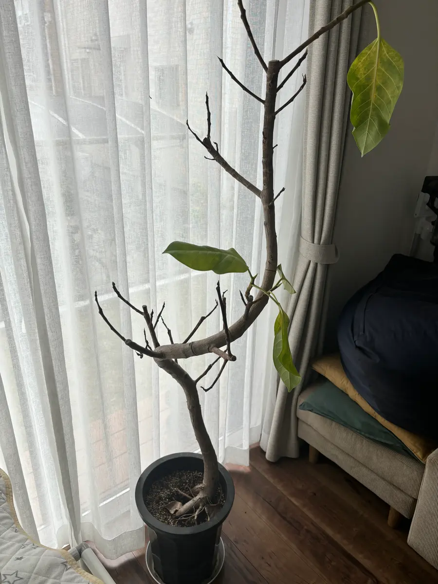 写真の植物ですが、ここ1.2週間くらいで急に葉っぱが茶色くなり