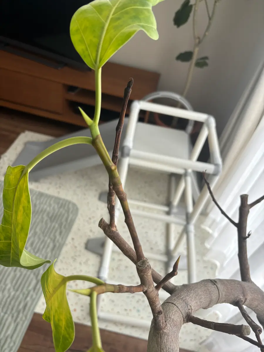 写真の植物ですが、ここ1.2週間くらいで急に葉っぱが茶色くなり