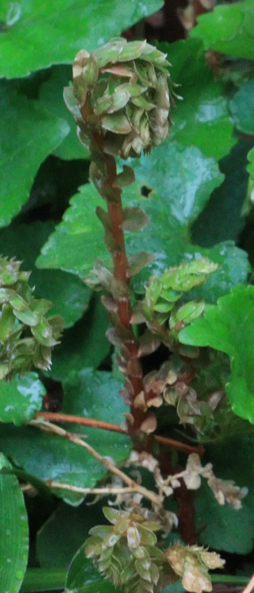 貴重 イワヒバ40年以上 群生 【公式通販】