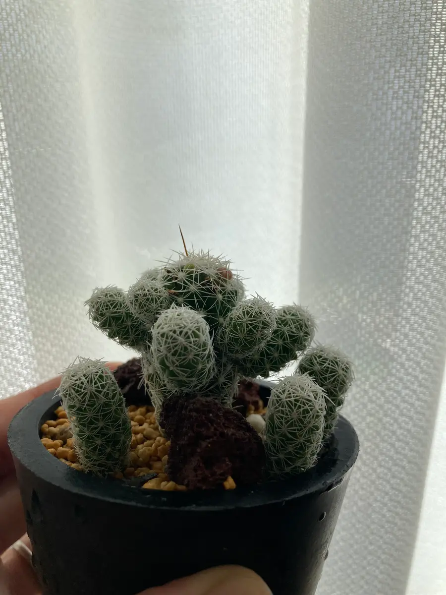 銀手毬から、他の白い棘とは明らかに異質な太くて大きめの茶色...｜園芸相談Q＆A｜みんなの趣味の園芸