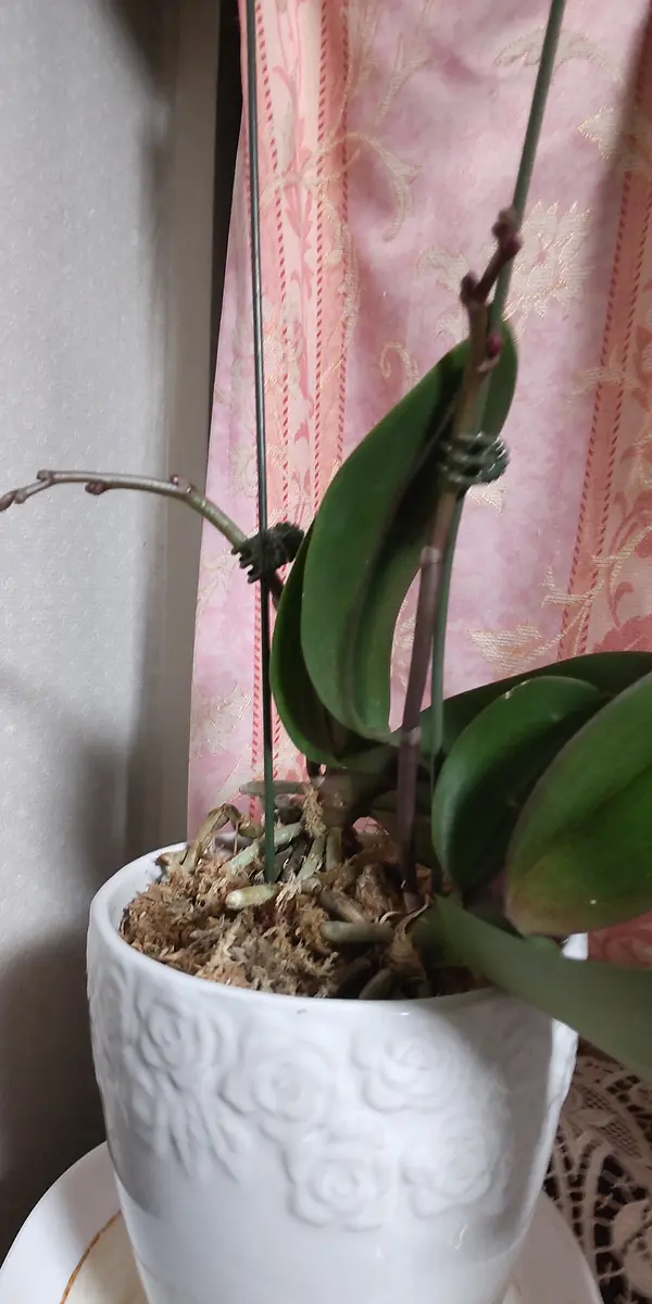 初めてこちらに参加させていただきます｡昨年5月にミニ胡蝶蘭寄