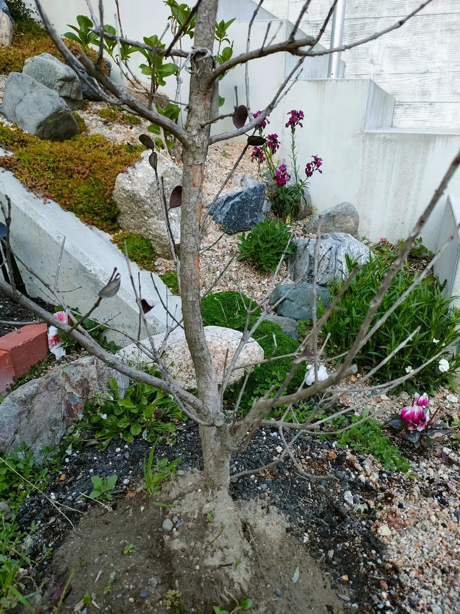 接木 フェイジョア カカポ フェイジョア 苗 【アポロスペシャル】 3