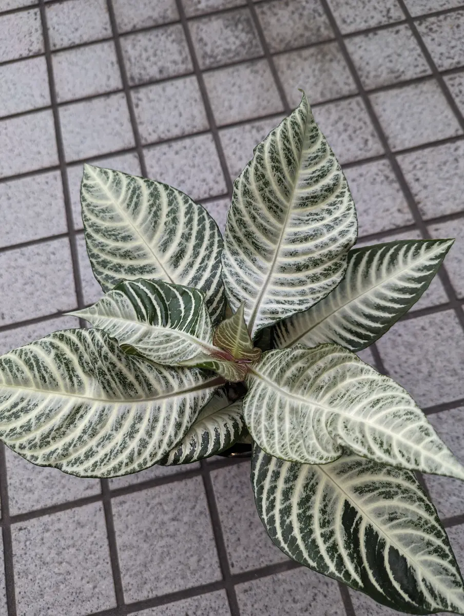 観葉植物 名前を忘れてしまいました 【公式通販】