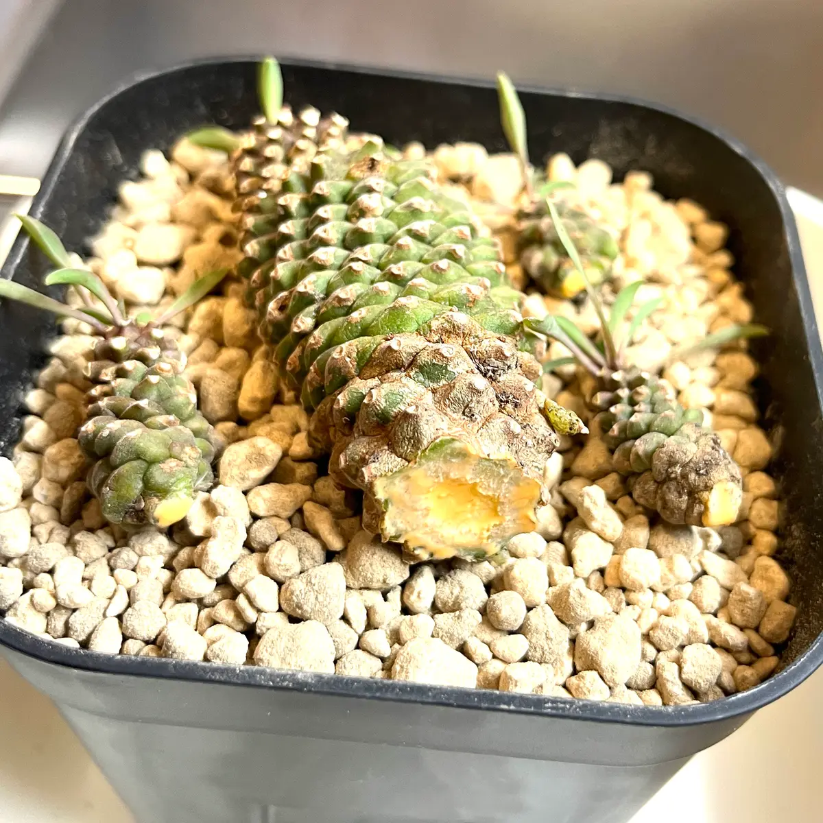 SALE✨16㎝セレウス ペルビアナス スピラリス G発根済み✨サボテン