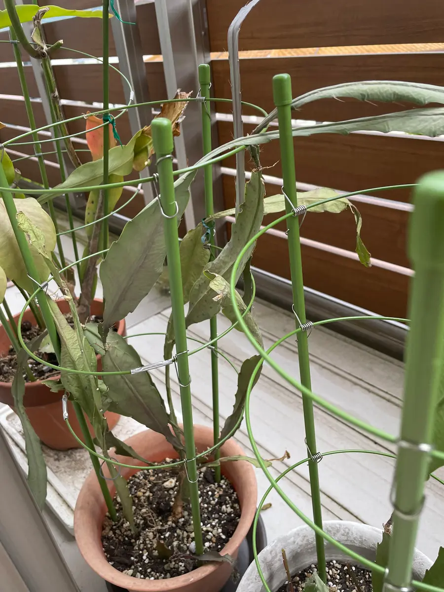 クジャクサボテン抜き苗の参考【2】非売品 多肉植物 変異大輪クジャクサボテン スイートハートクイーン (抜き苗)