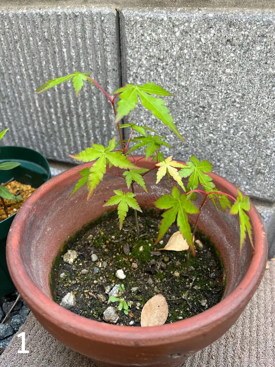 のなめ様 確認用もみじ苗 野村 カエデ・もみじ オオモミジ系の特徴と育て