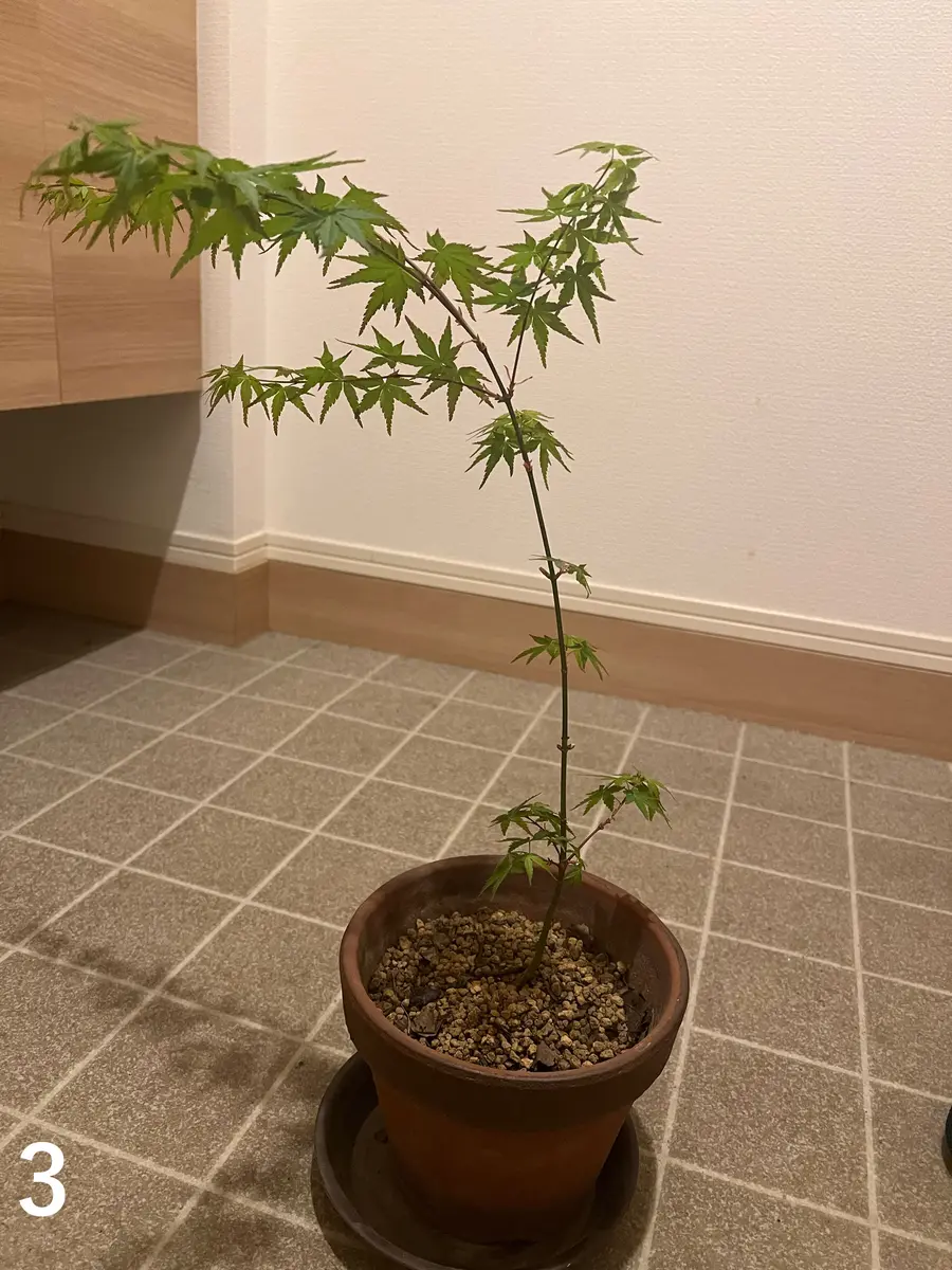 のなめ様 確認用もみじ苗 もみじの育て方について教えてください。園芸