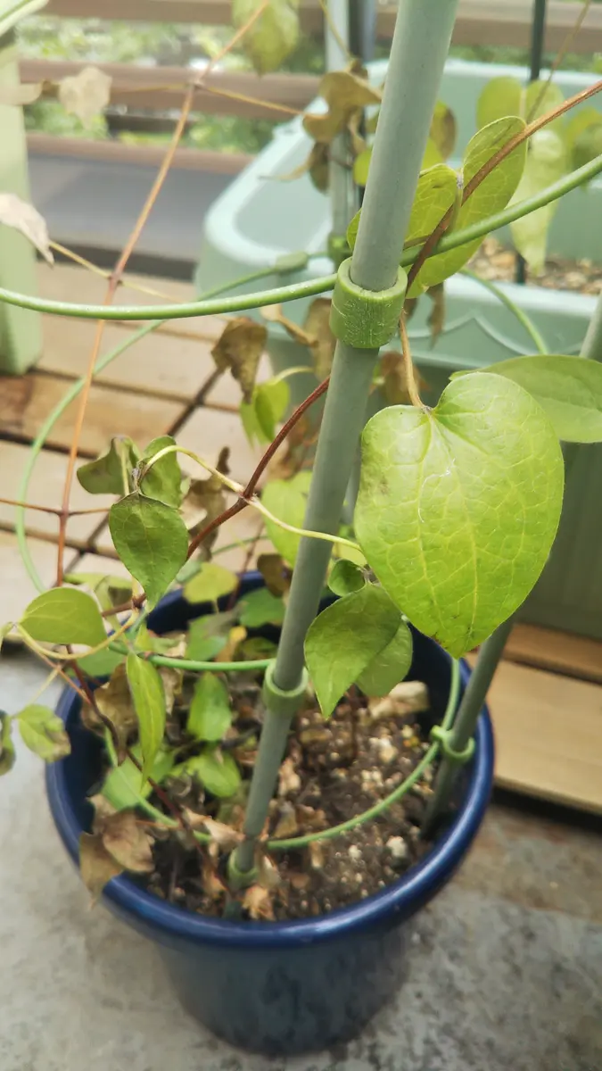 クレマチス　フェアリーブルー　挿し穂　3本+ クレマチス フェアリーブルー 挿し穂 3本+ クレマチス 'フェアリー