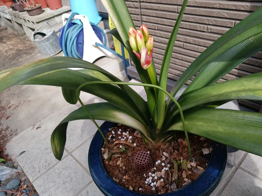 葉だけの「君子ラン」を2年前に鉢植えで頂き、ようやく蕾が付