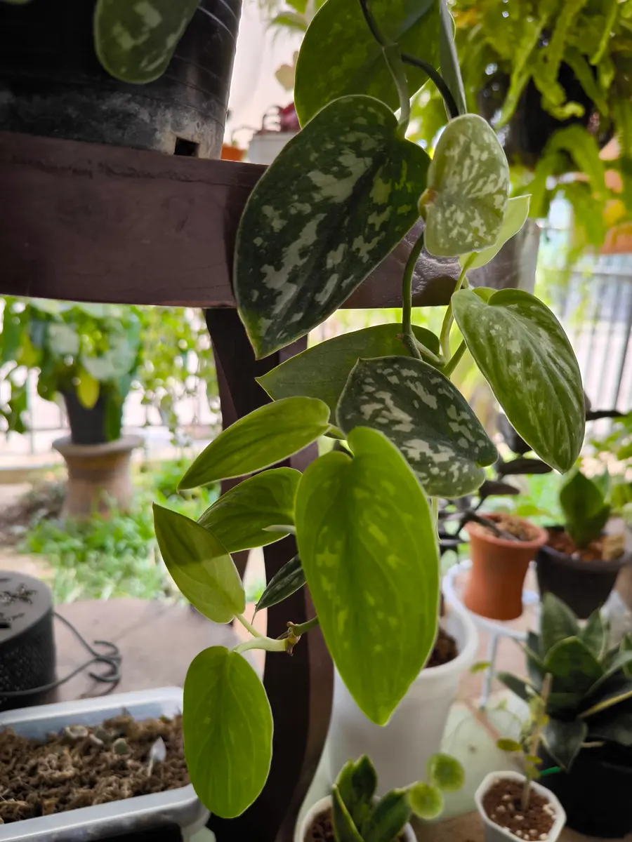 【送料関税無料】 スキンダプサスピクタスアレギレウスを育てています。斑が薄 その他観葉植物
