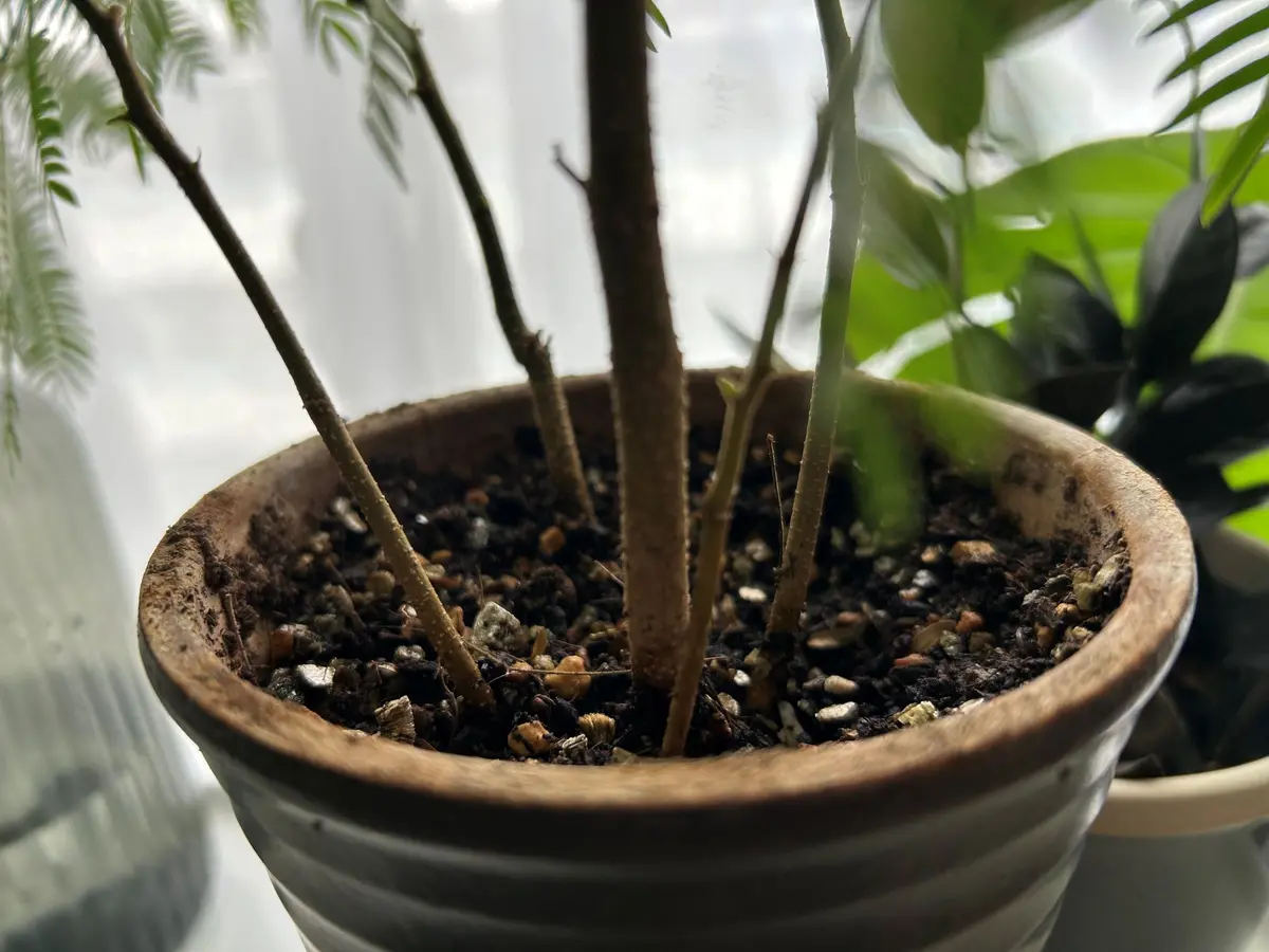 エバーフレッシュ　大株　200cm Amazon｜エバーフレッシュ 7号 観葉植物 S字 インテリア おしゃれ 大型