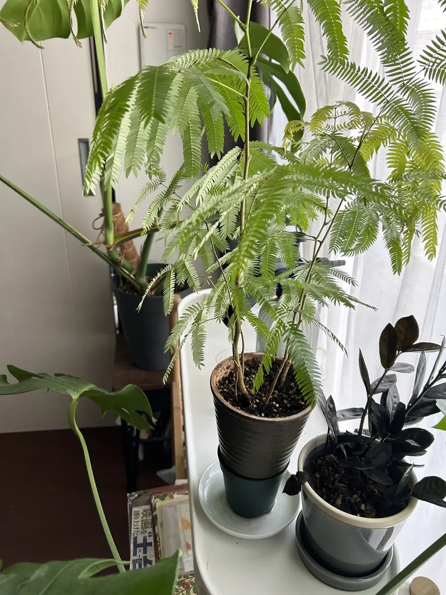 ES-S7F 設置料金　エバーフレッシュ タカショー 人工観葉植物 エバーフレッシュ 板付1.5m GD-209 1個