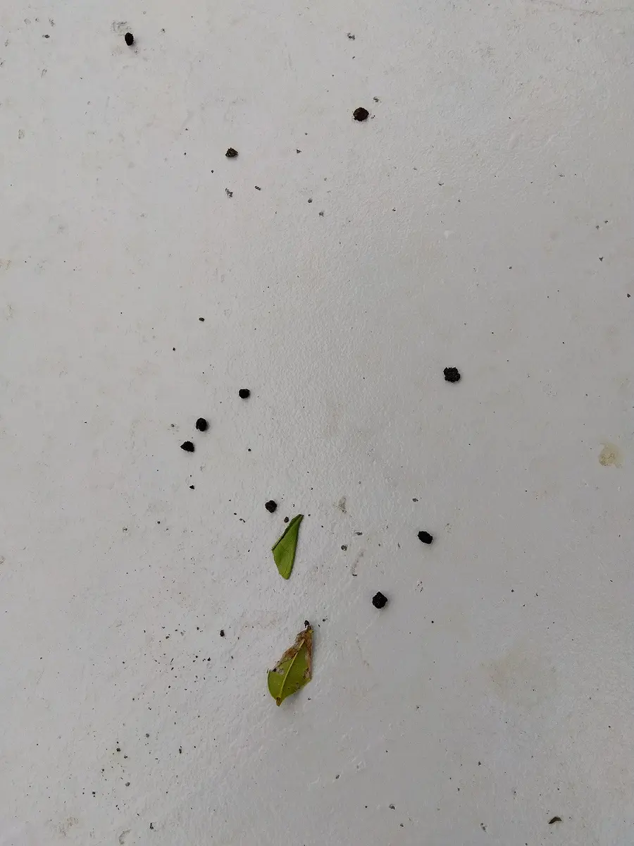 毛虫かな?2~3日前から庭のキンモクセイの木の下に画像の様 毛虫かな?2~3日前から庭のキンモクセイの木の下に画像の様