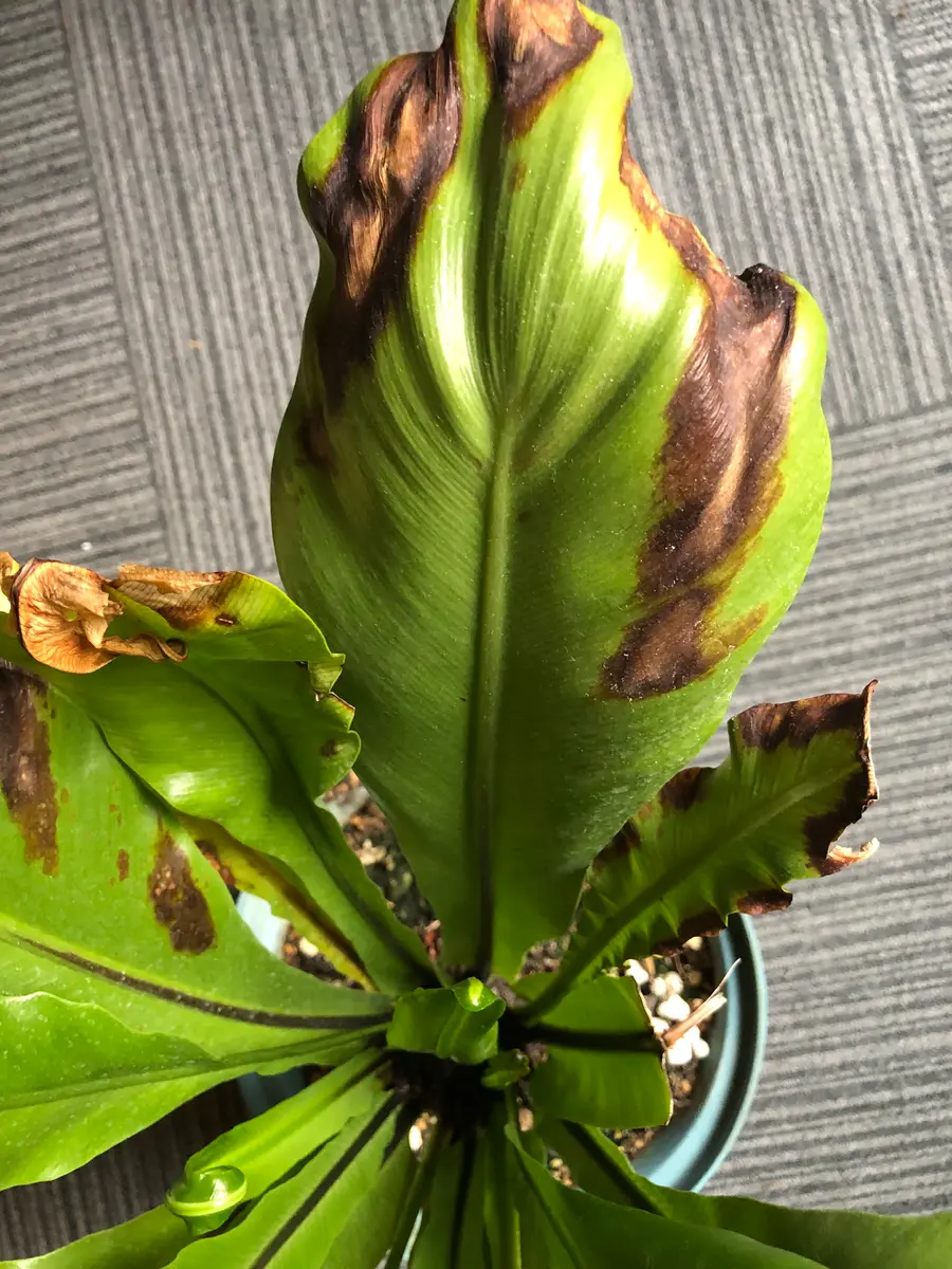 初めまして。10年以上前より育てています、アスプレニウムです