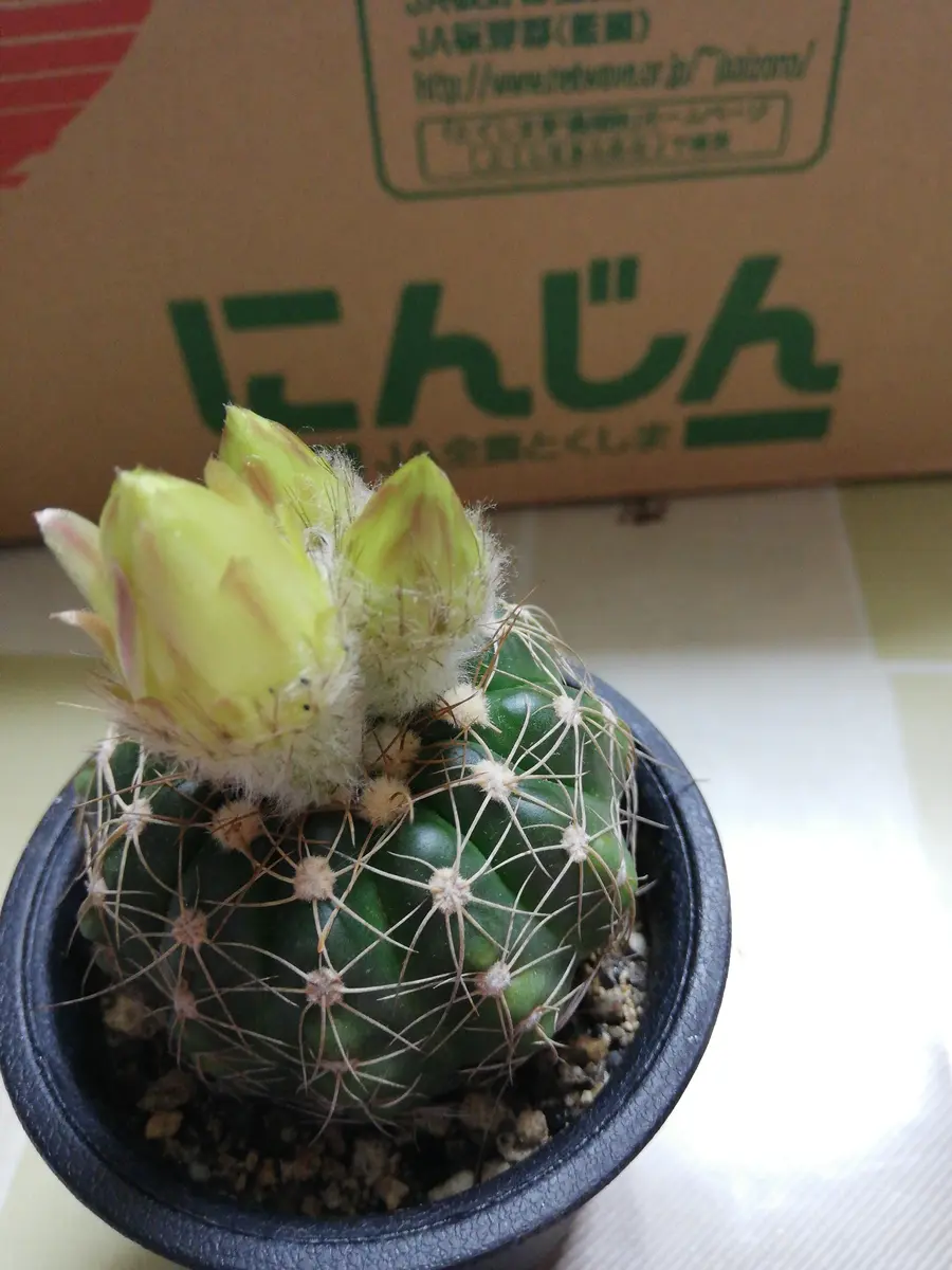 今日、ホームセンターから一目惚れしたサボテンです。トゲがぺ 今日、ホームセンターから一目惚れしたサボテンです。トゲがぺ