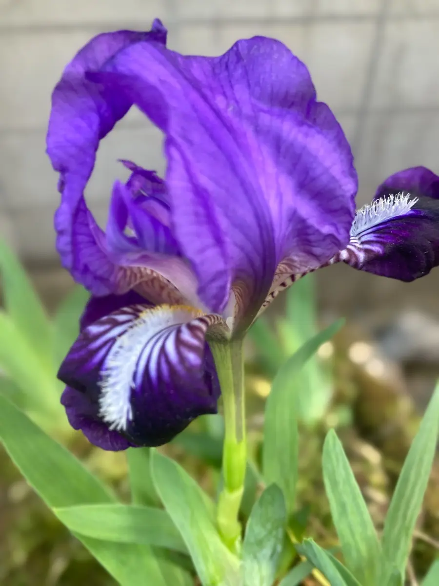 15㎝ぐらいの高さのアヤメ？で株の割に大きな花が咲きます。山