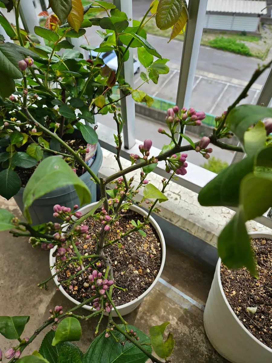 一昨年購入し鉢植えにしたマイヤーレモン(苗の高さ30センチ